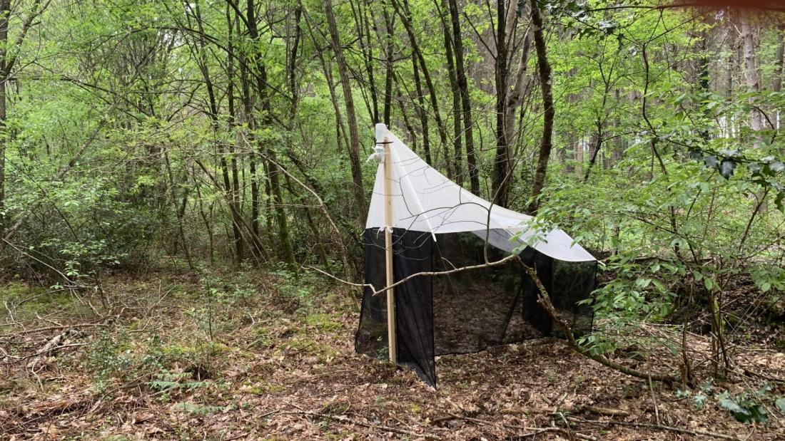 Malaise trap in a woodland setting