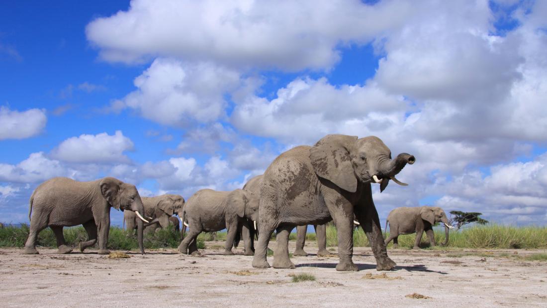 Elephants 