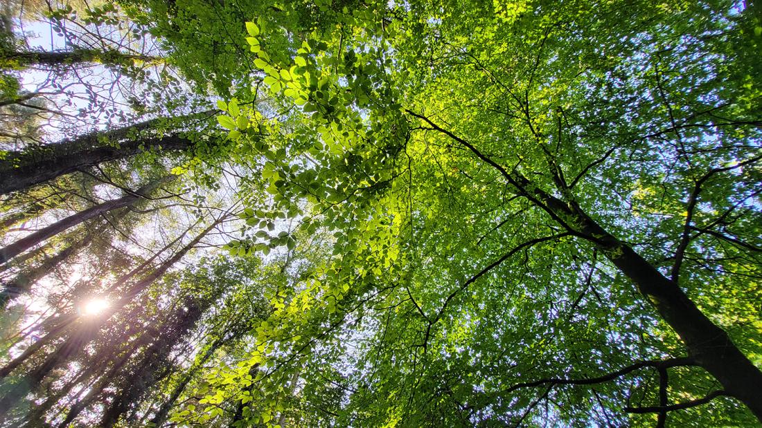 An image looking up at trees from the ground