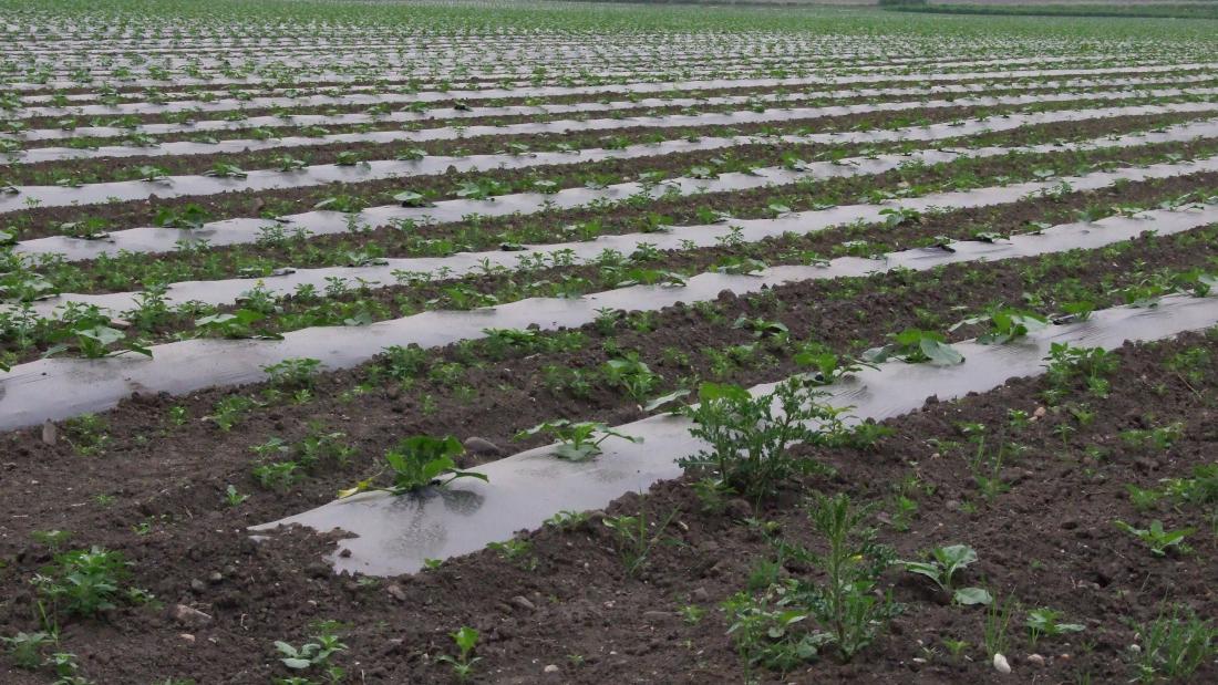 Planted vegetable field with mulch film