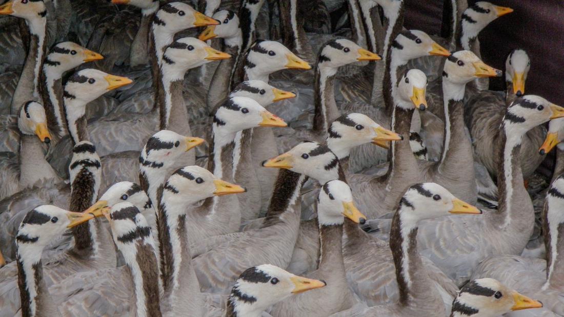 multiple bar-headed geese