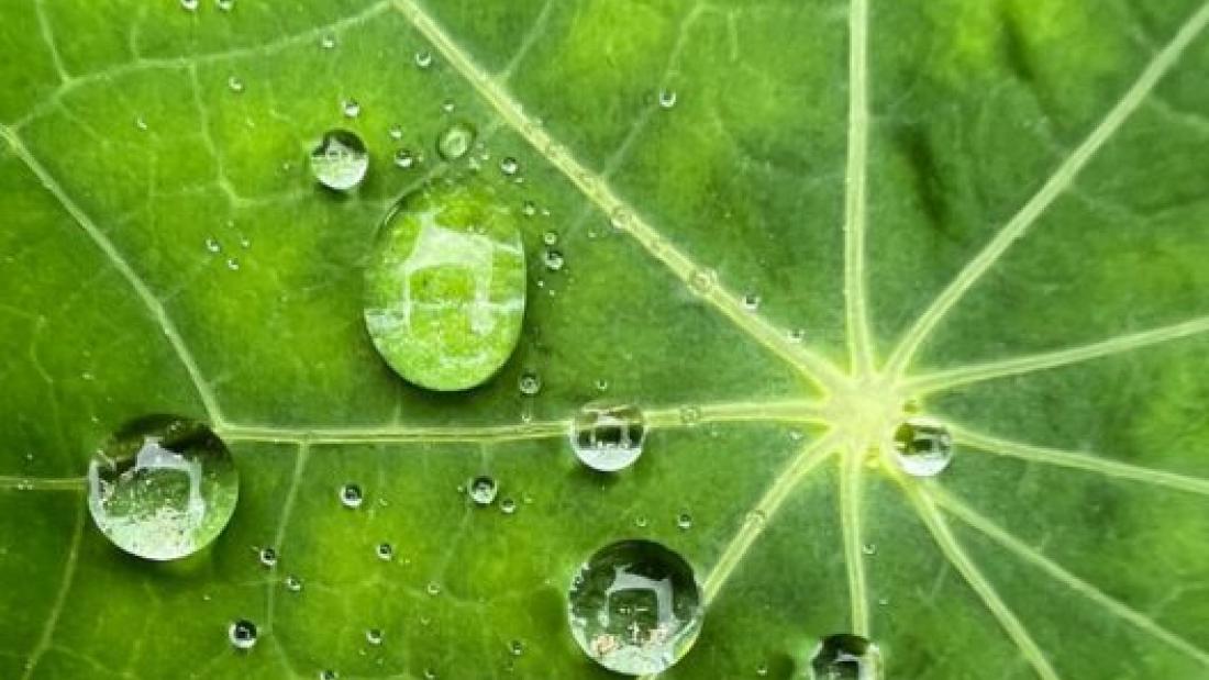 Biodiversity
