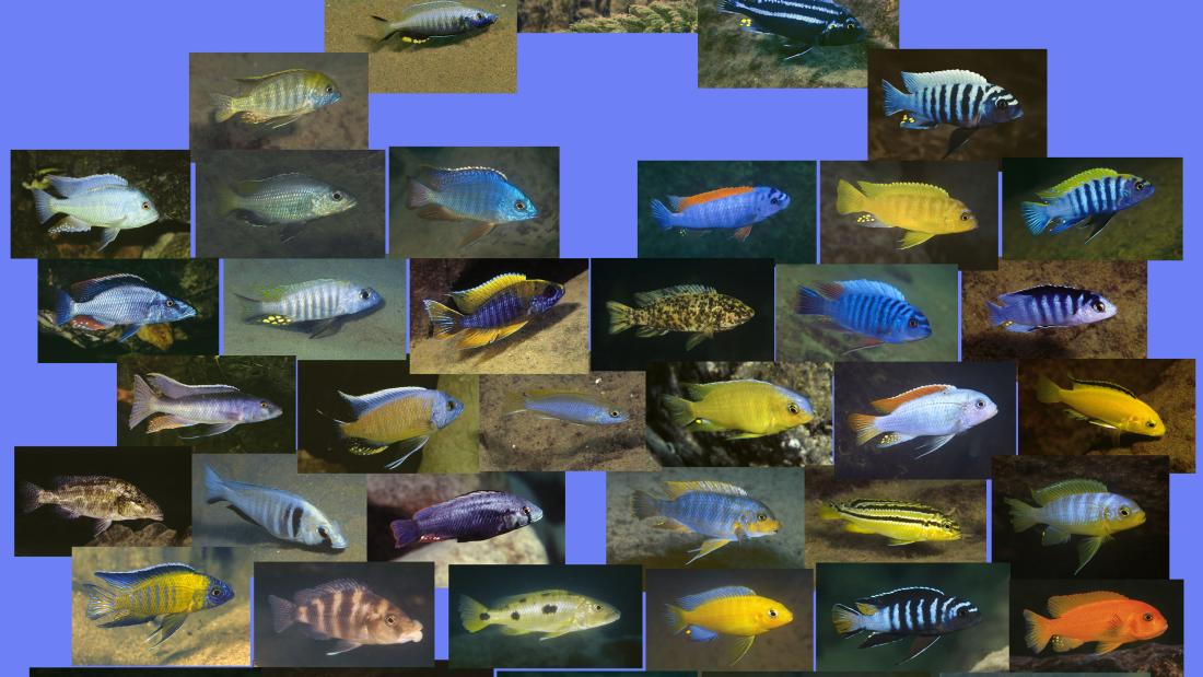 Lake Malawi cichlid diversity