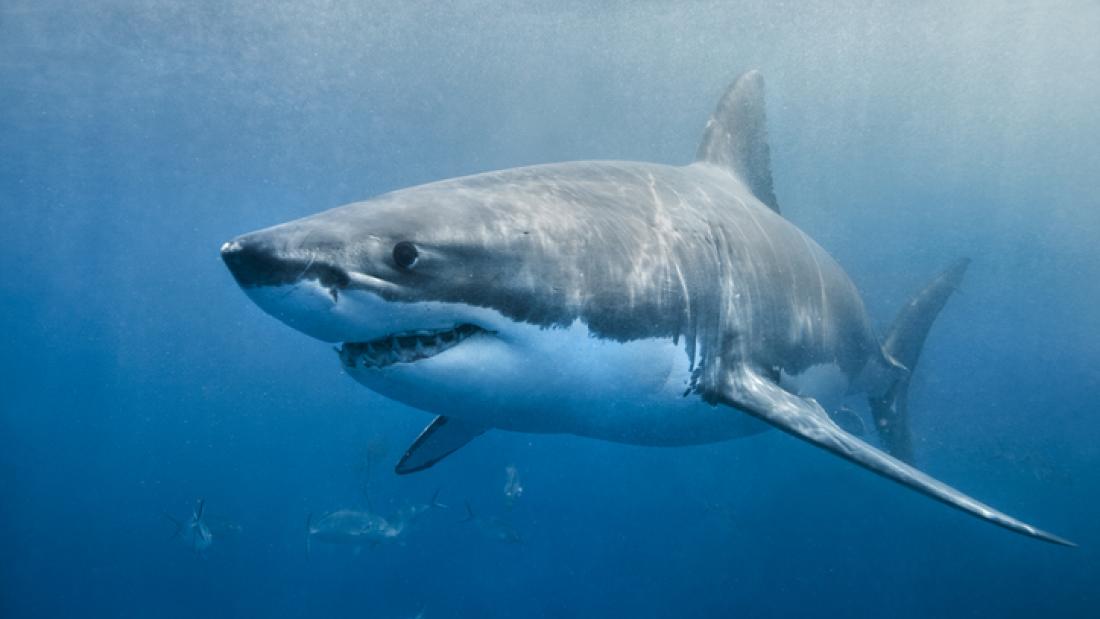 A great white shark swimming with a slight smile on its face just below the surface. The environment is the deep blue ocean. The shark looks to be in hunting mode.