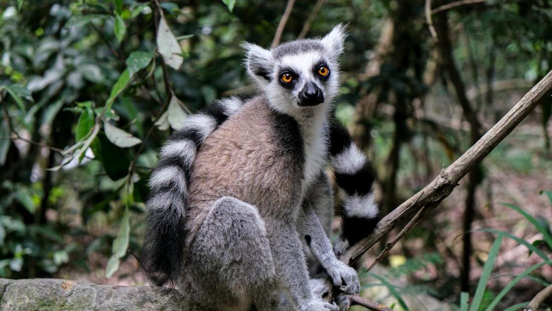 Photo of Lemur