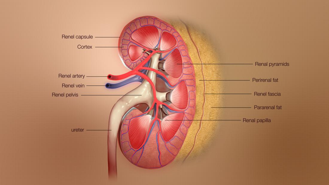  Different layers of kidney depicted in a 3D Medical Illustration