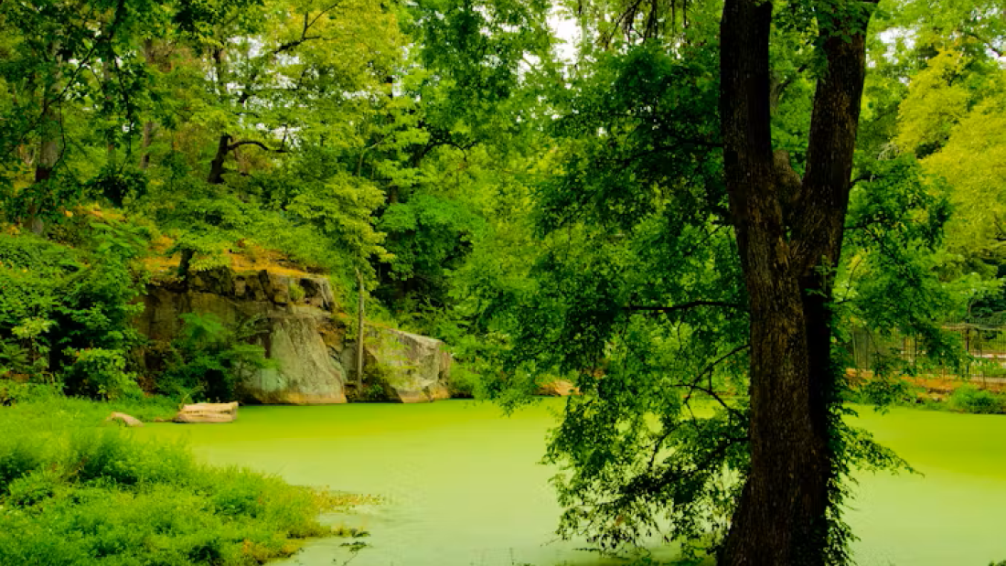 Smaller systems, like this pond, can very suddenly shift from one state to another