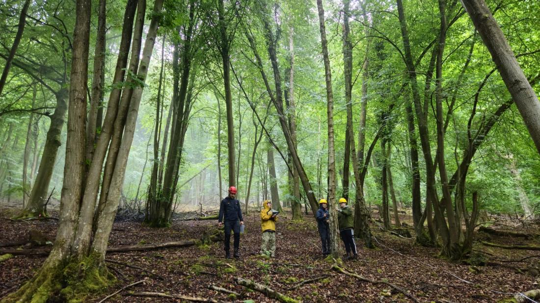 Photo of research team standing at Lady Park Wood