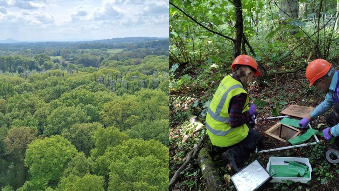 Scientists in a forest conducting research showing that mature trees can respond to the change of atmosphere by adjusting carbon allocation.