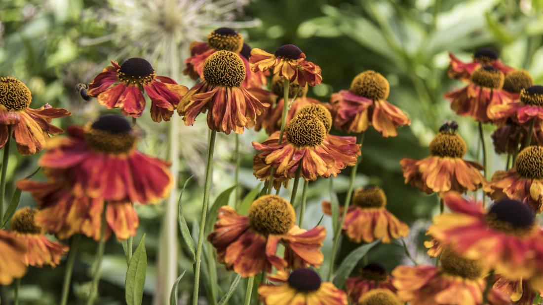 Orange flowers at the Butterfly Border, Treborth Botanic Garden