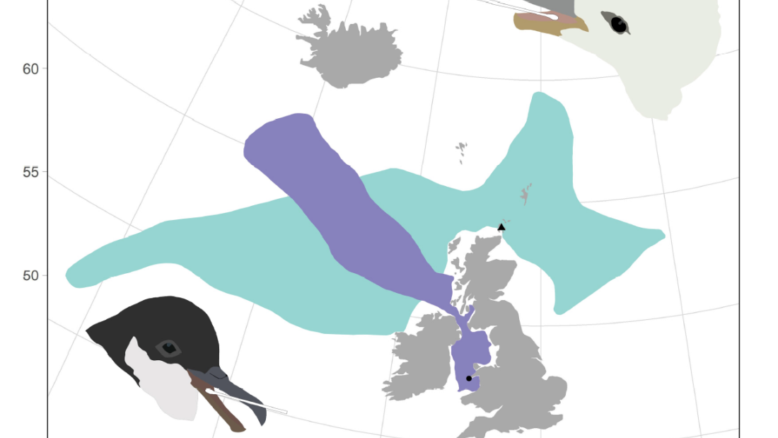 seabird_diet_metabarcoding