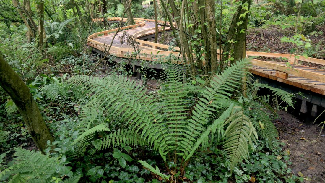 A wooden boardwalk winds through a lush, green forest with dense foliage and ferns. The path is elevated above the forest floor, allowing for an unobstructed view of the surrounding vegetation.