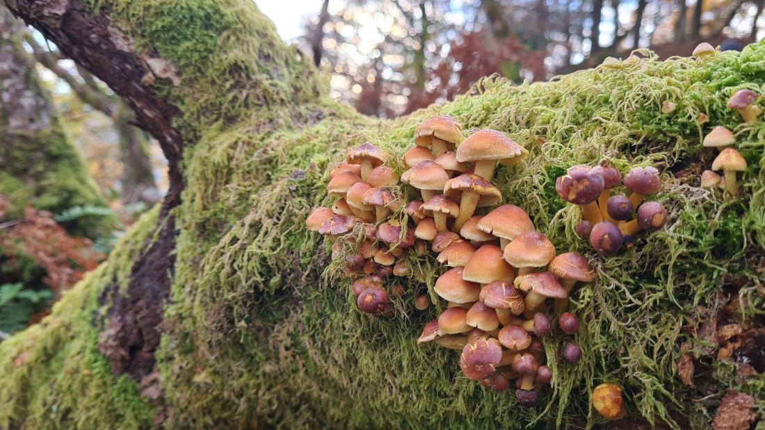 Plums and Custard fungi growing on a mossy tree branch at Treborth Botanic Garden