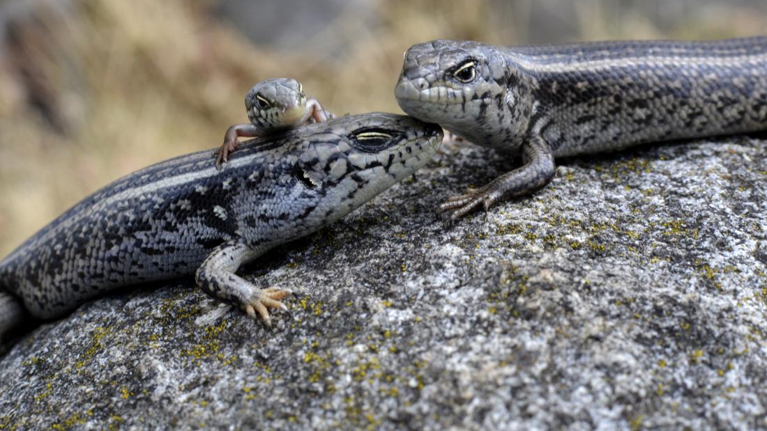 This Australian species of lizard is called Liopholis whitii