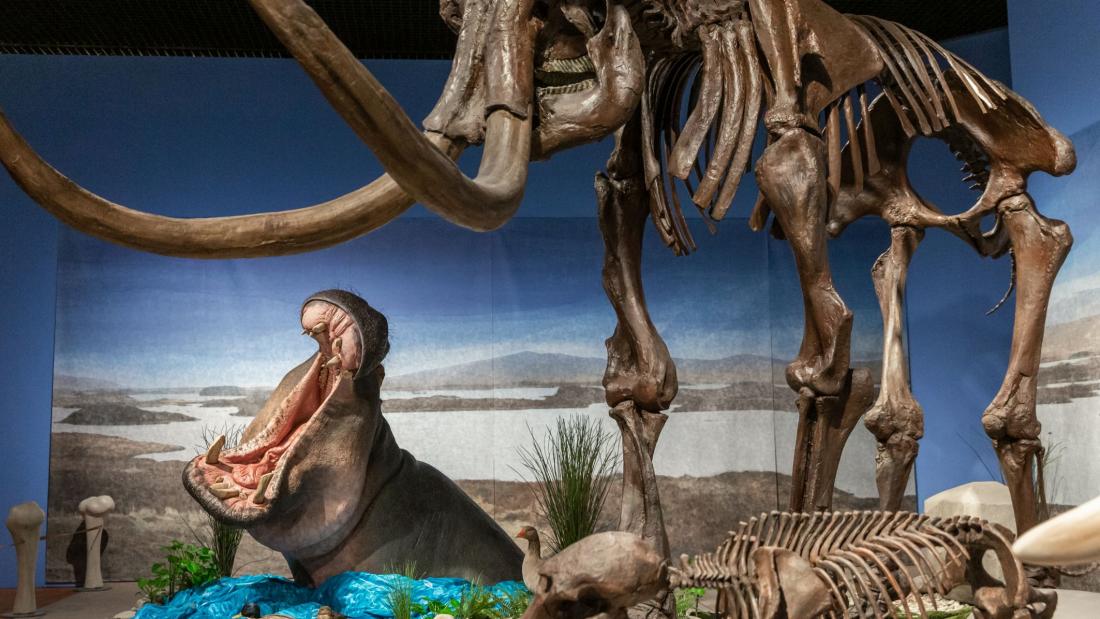Hippos lived at the Upper Rhine in the same time frame as mammoths.