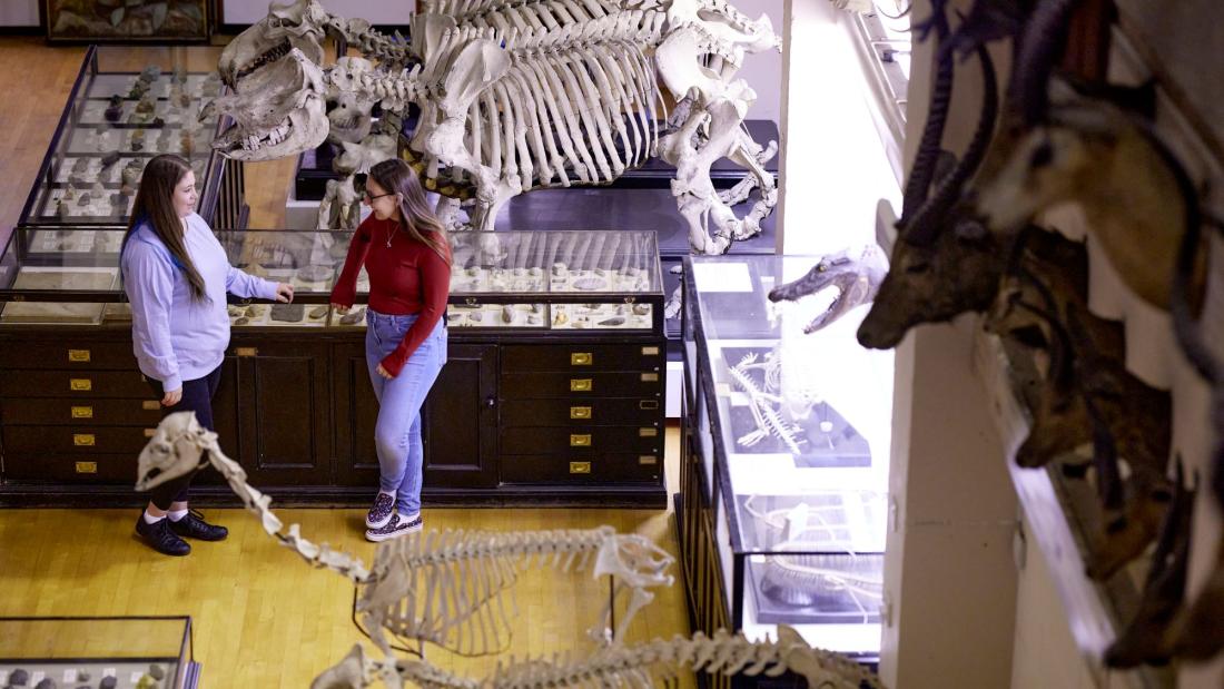 Bangor University’s Brambell Natural History Museum