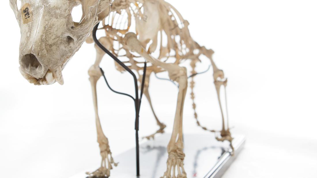 Picture of a Brambell skull