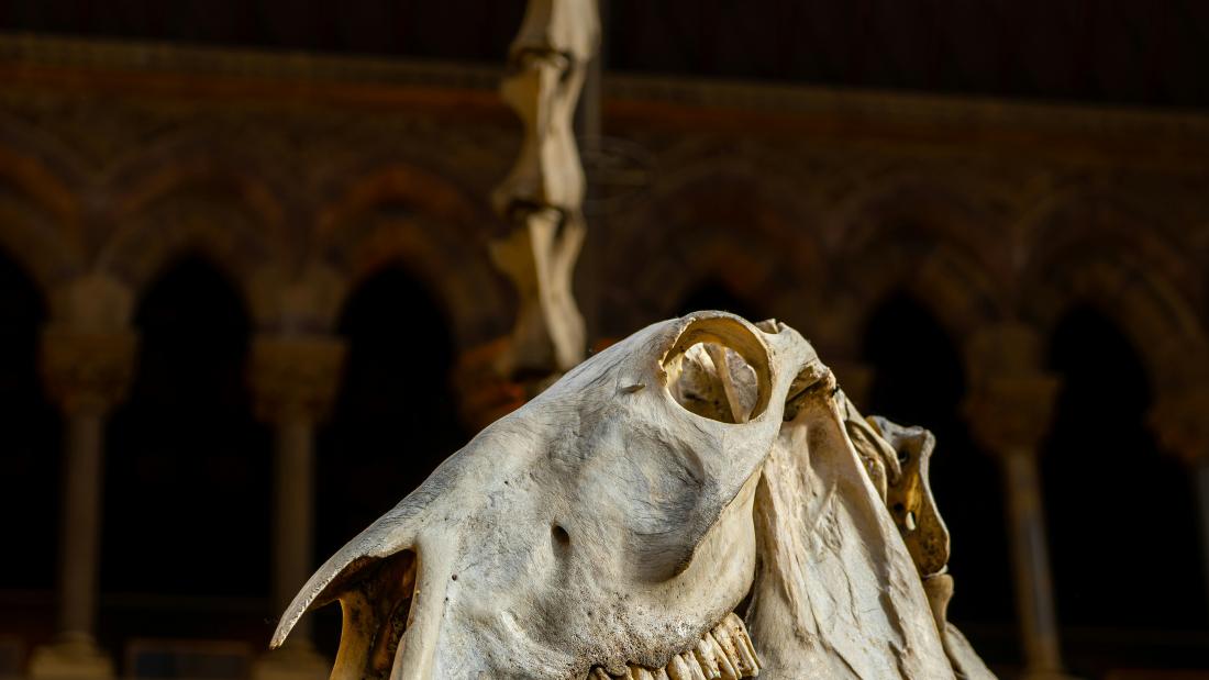 Picture of a dinosaur skull