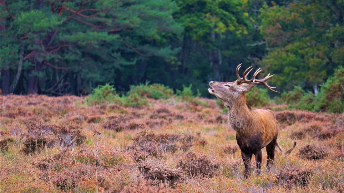 A red deer stag in the New Forest National Park 