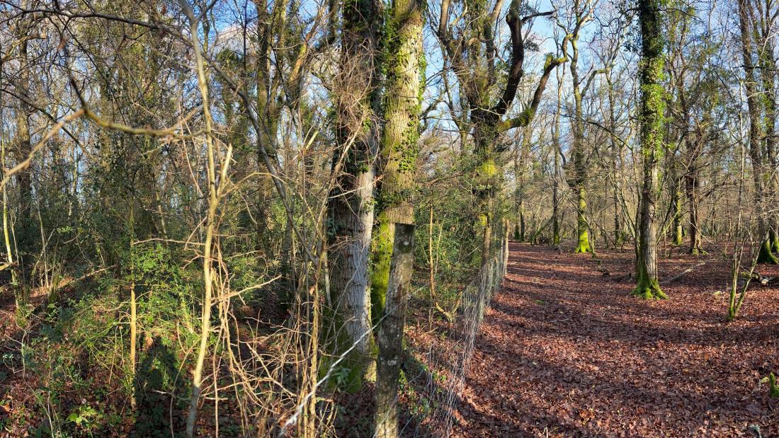 The impact of deer overgrazing on woodland ground vegetation outside (right) and (left) of an enclosure with deer-proof fence’