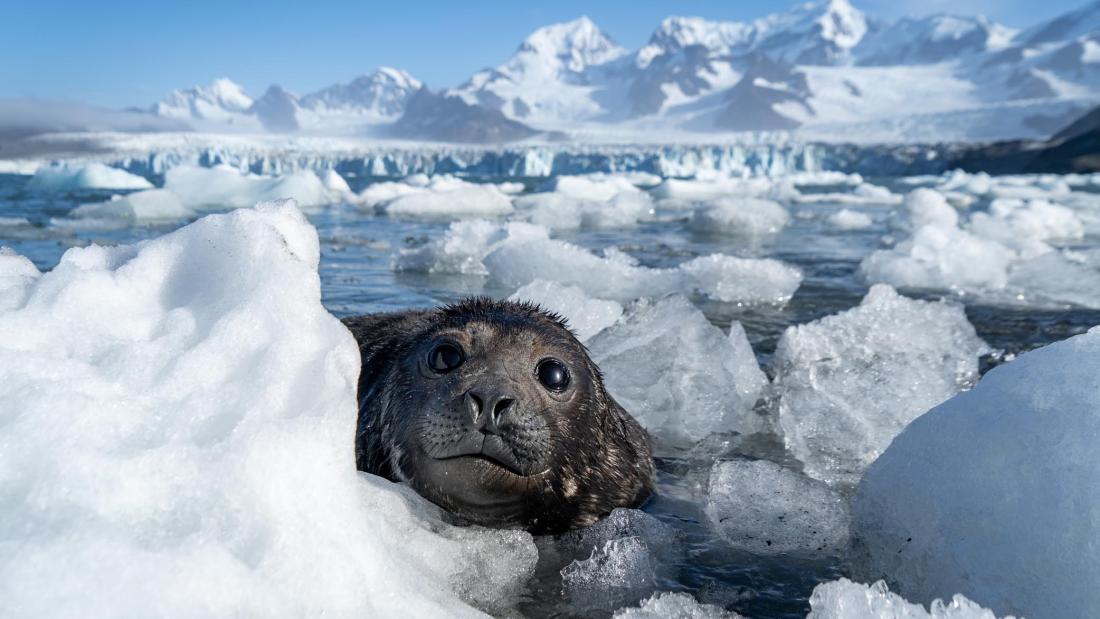 Elephant seal on sub-Antarctic island of South Georgia