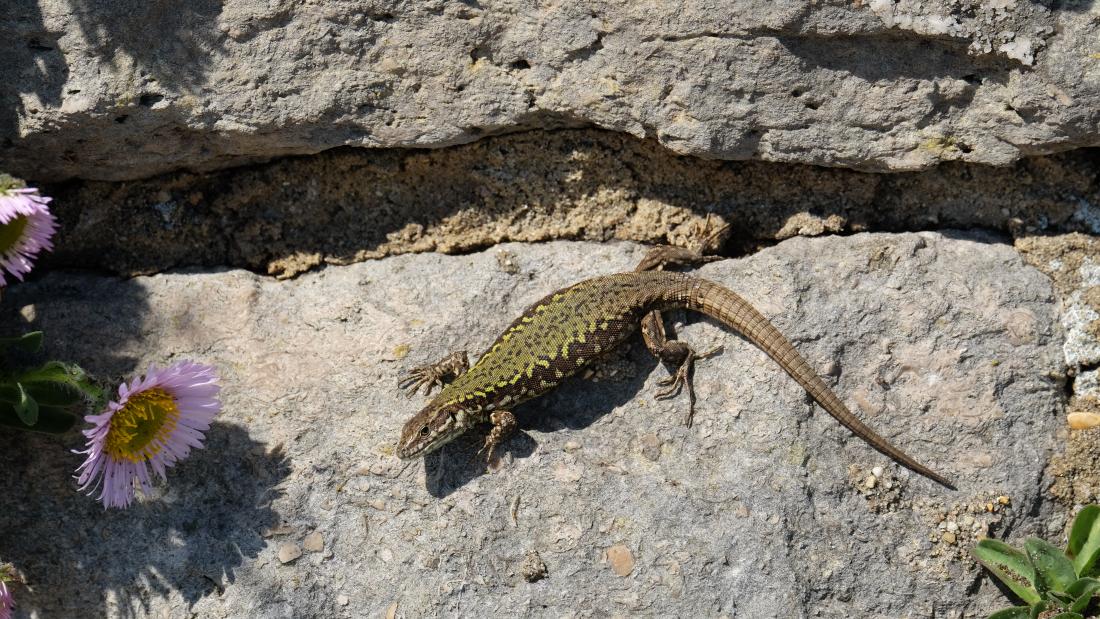  Common wall lizard 