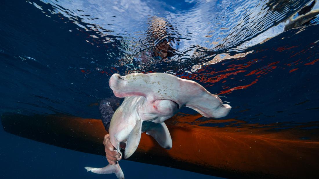 A shark in the ocean