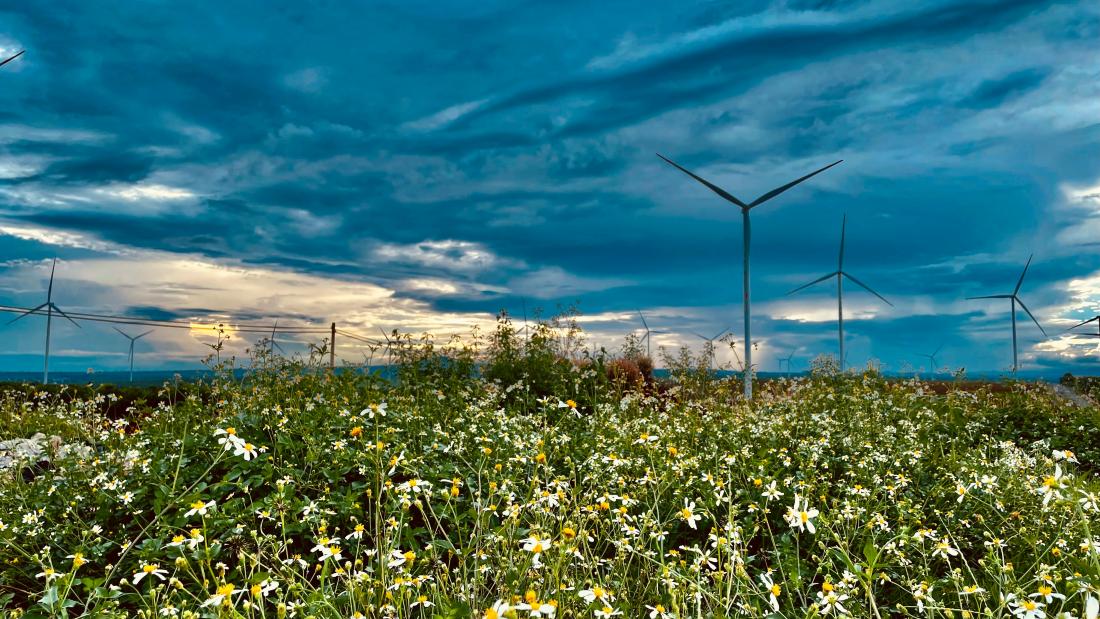 Picture of a field filled with flowers and two wind turbines