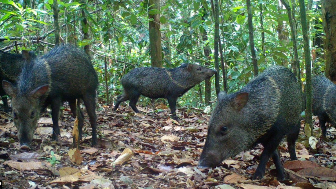 Collard peccary