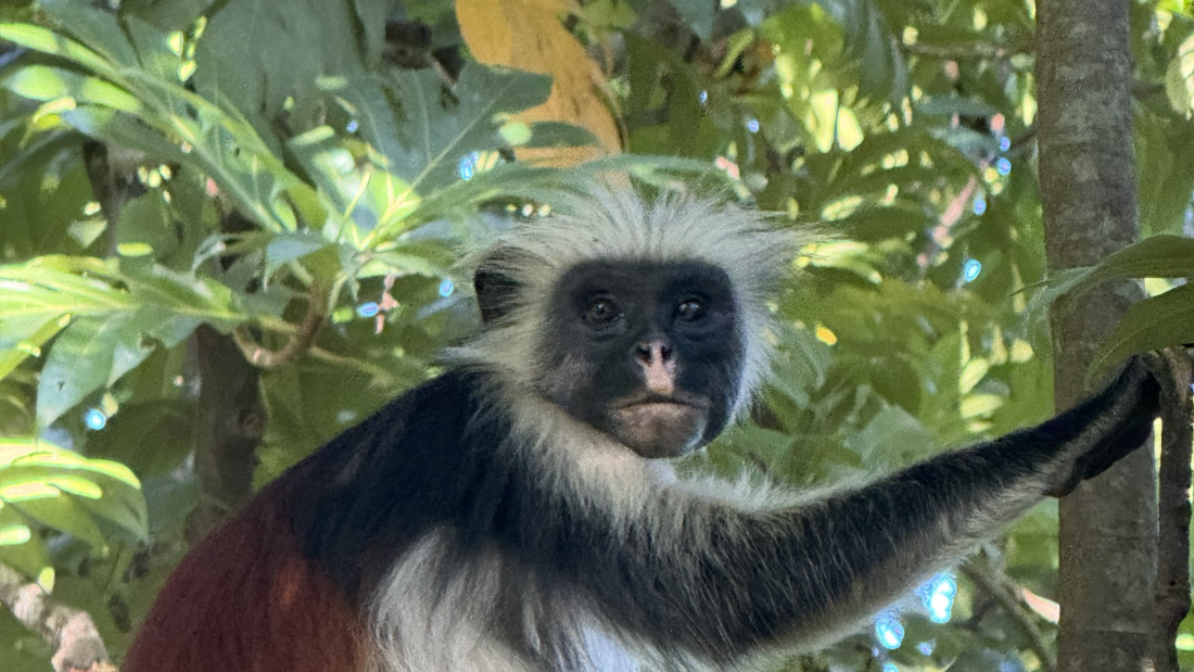 Zanzibar Red Colobus