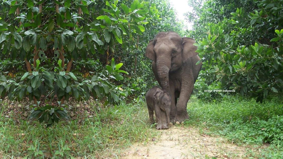Elephant with elephant baby in the forest