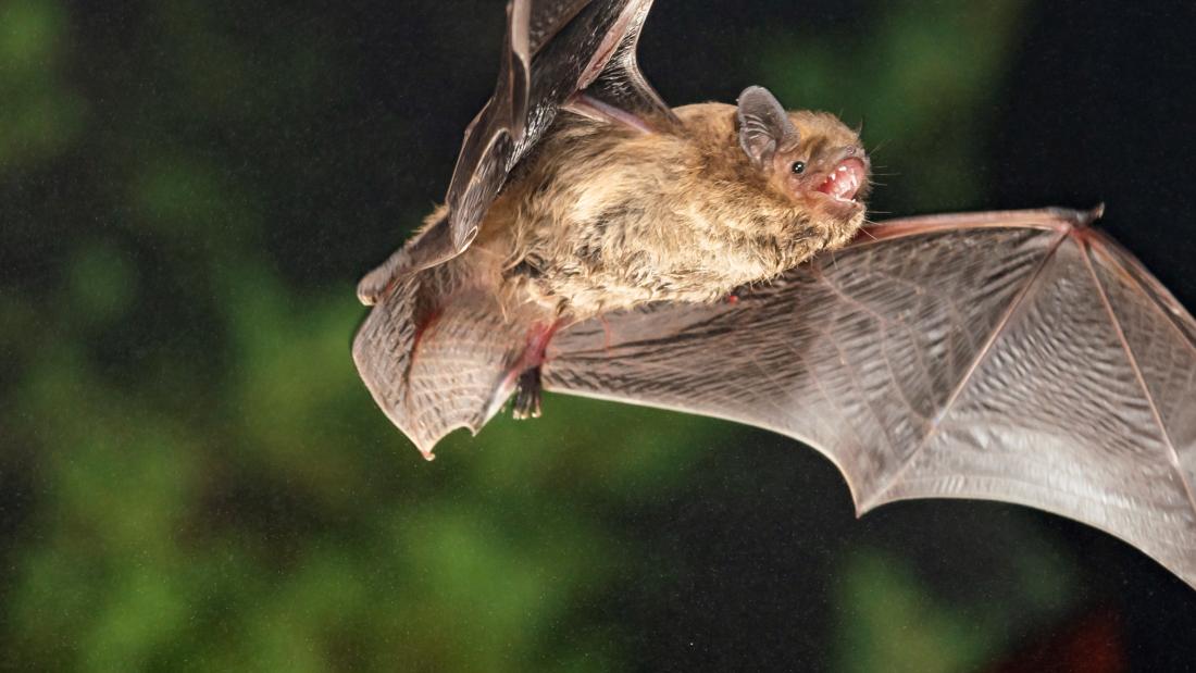 A bat flying through the air 
