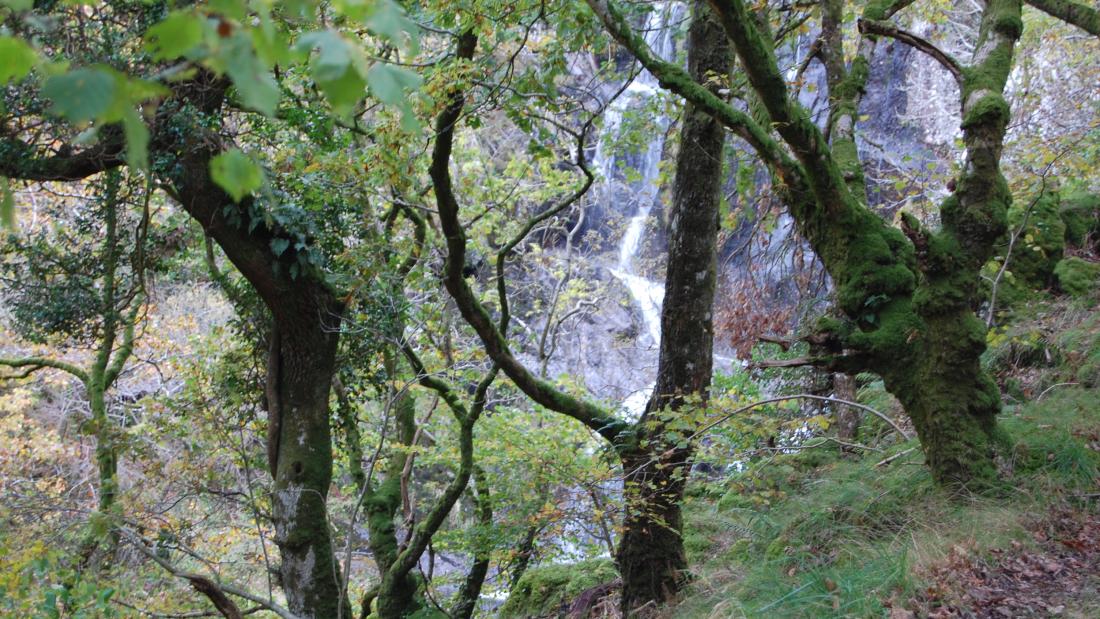 Coed Dolgarrog forest 