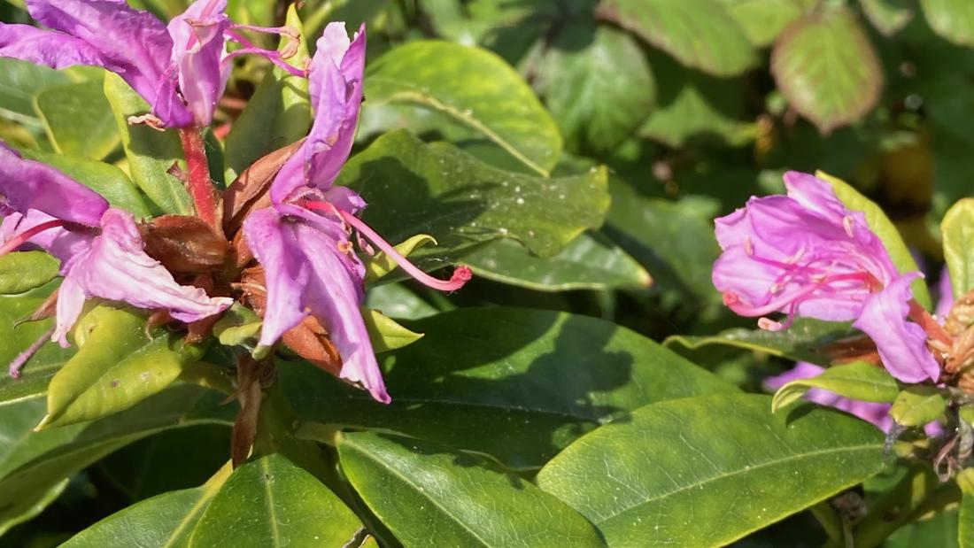 Rhododendron ponticum 