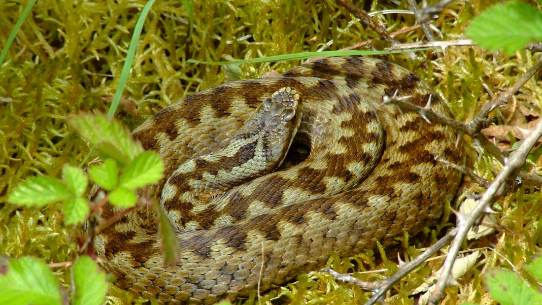 Adder_female_MEEB