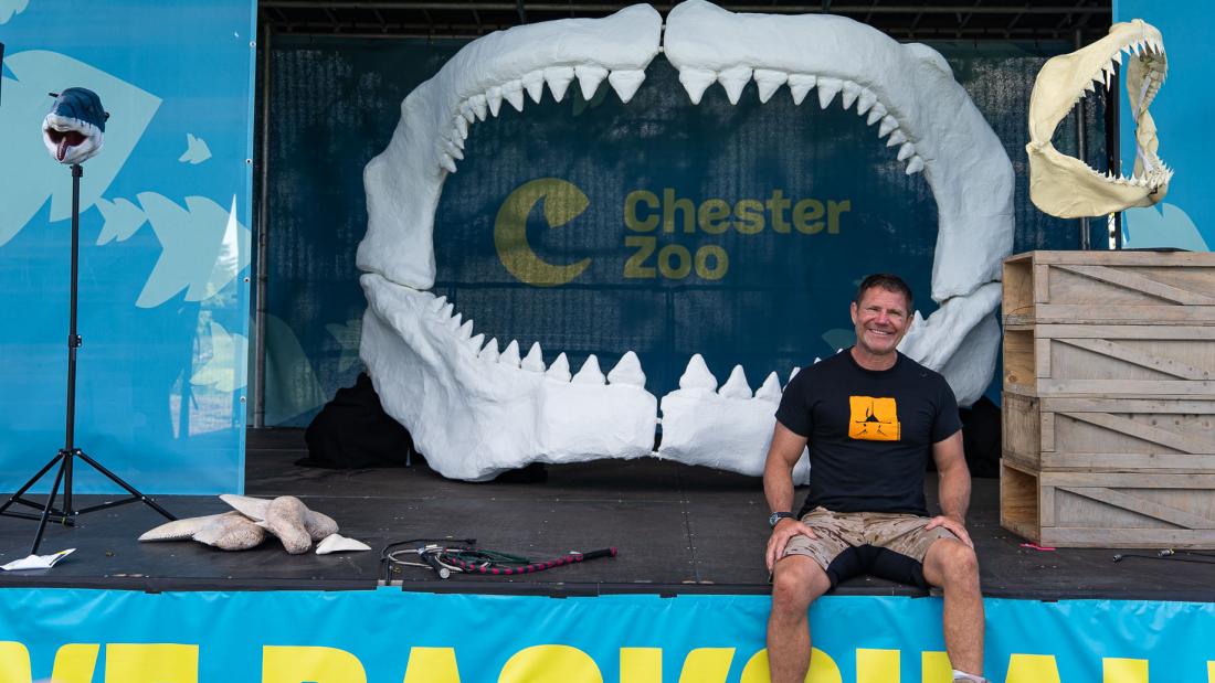 Outdoor stage setup with a large white model of a shark’s open jaws framing a backdrop that reads “Chester Zoo”; a person sits at the front of the stage, with additional props including a shark jaw display on a crate, ropes, and a suspended shark head model on either side.
