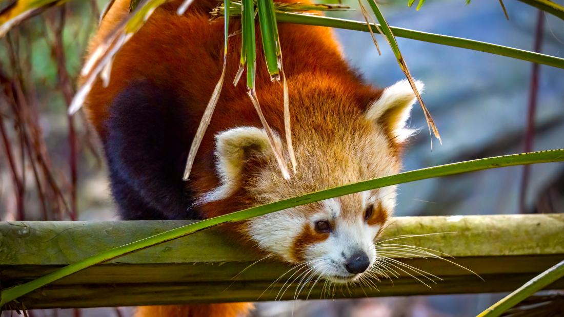 Red panda in the middle of green branches