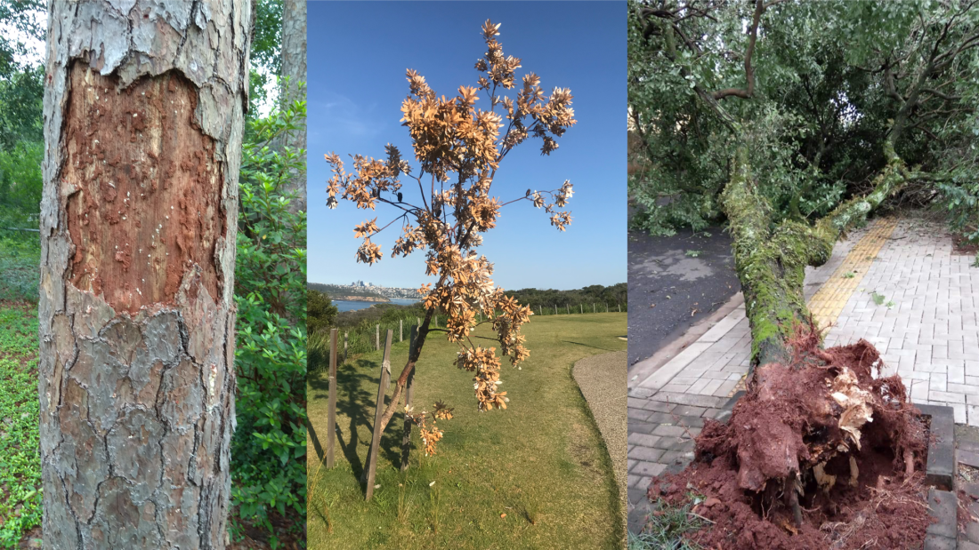 Three images of trees in urban environments 