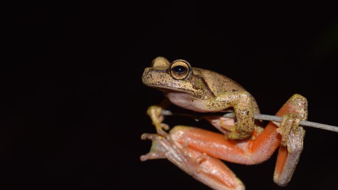 Tree frog in the night