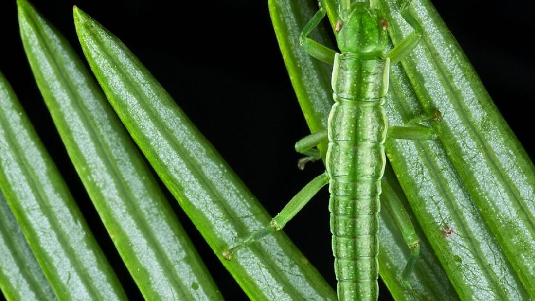 Green stick insect on plant 