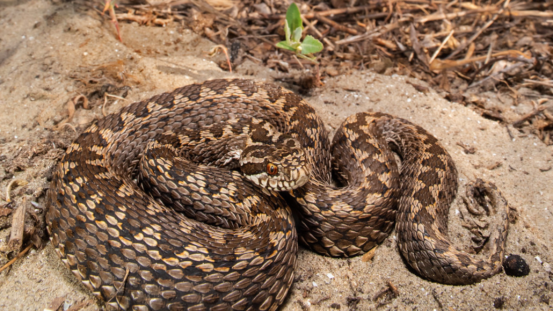 Vipera ursinii moldavica Moldavian meadow viper