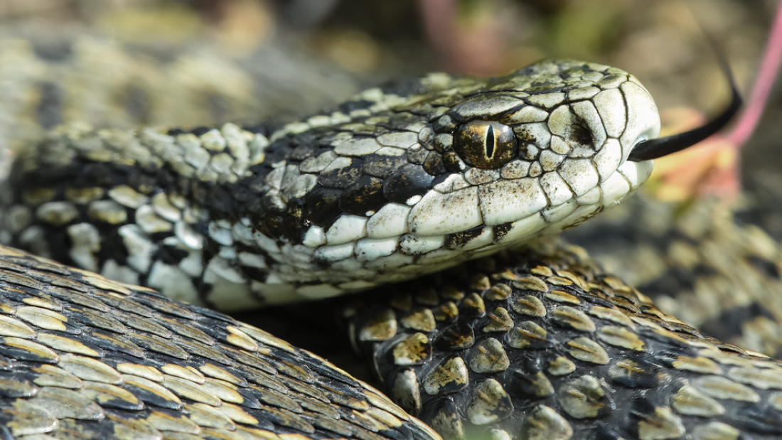 Vipera ursinii moldavica Moldavian meadow viper