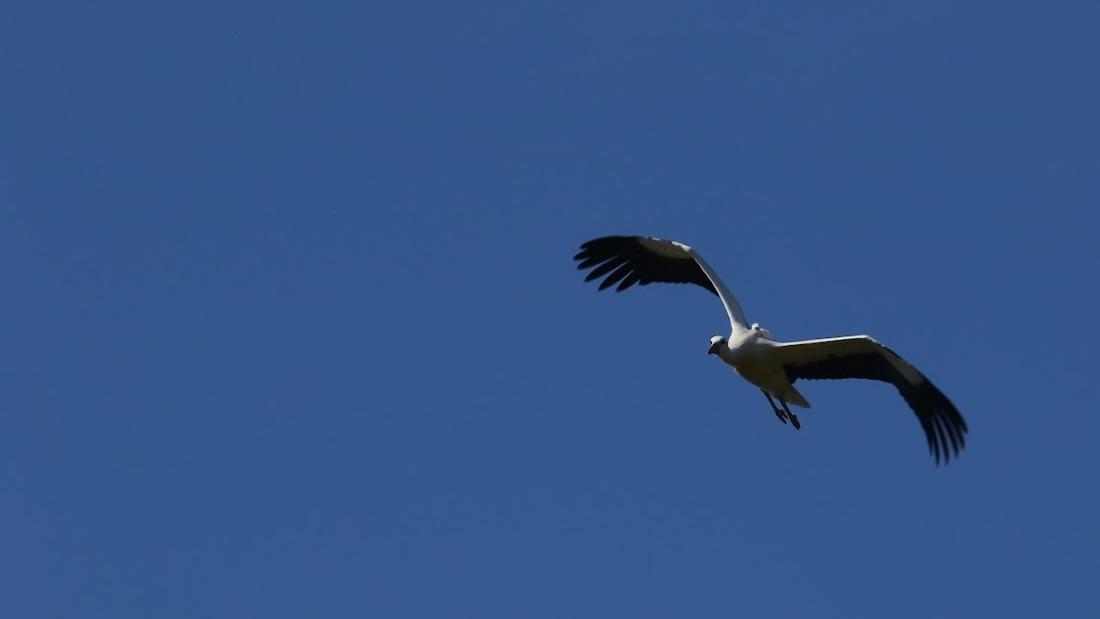 stork