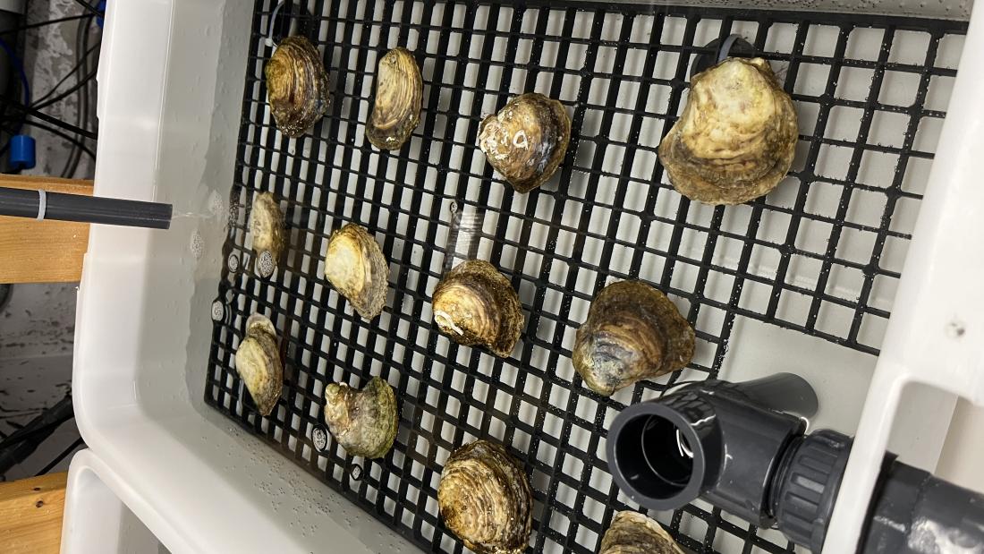 Lab grown oysters 