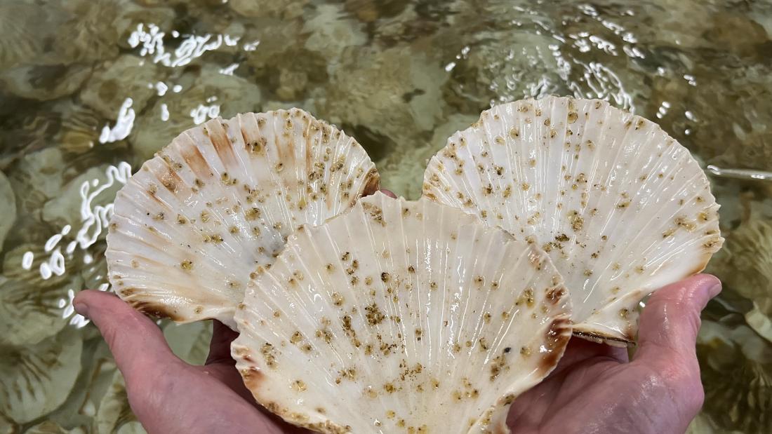 Two hands holding three oysters 