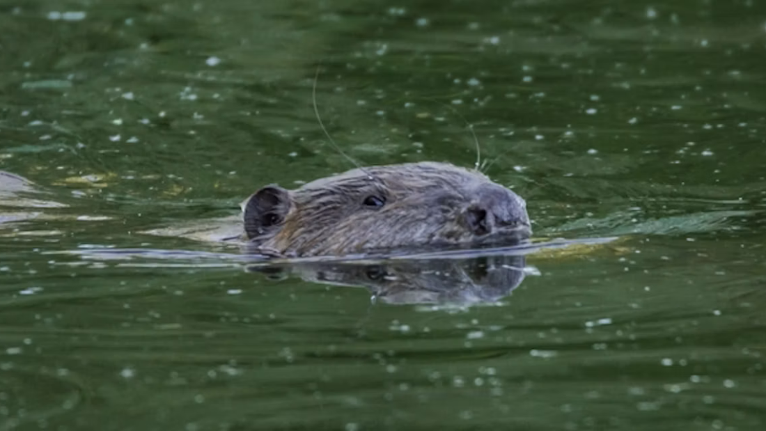 A beaver swimming with its head above the water
