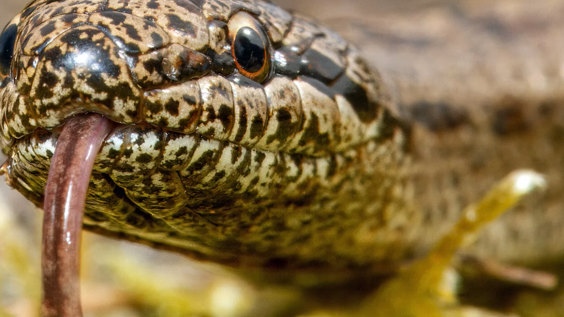  The smooth snake…just as harmless as it’s always been.