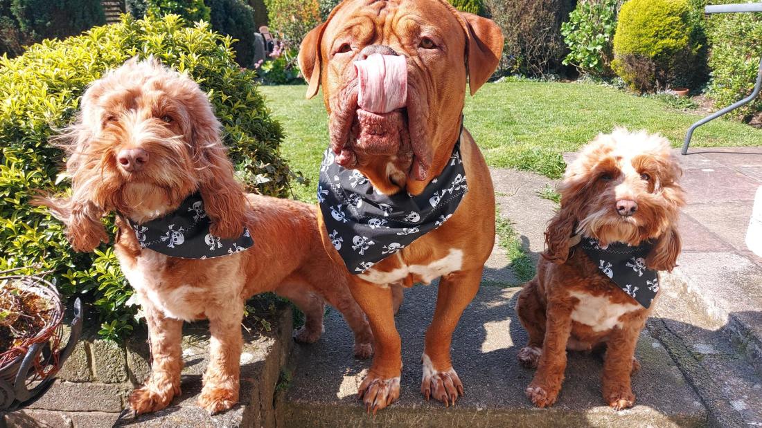 Buster, Bailey &Stella dogs/ ci