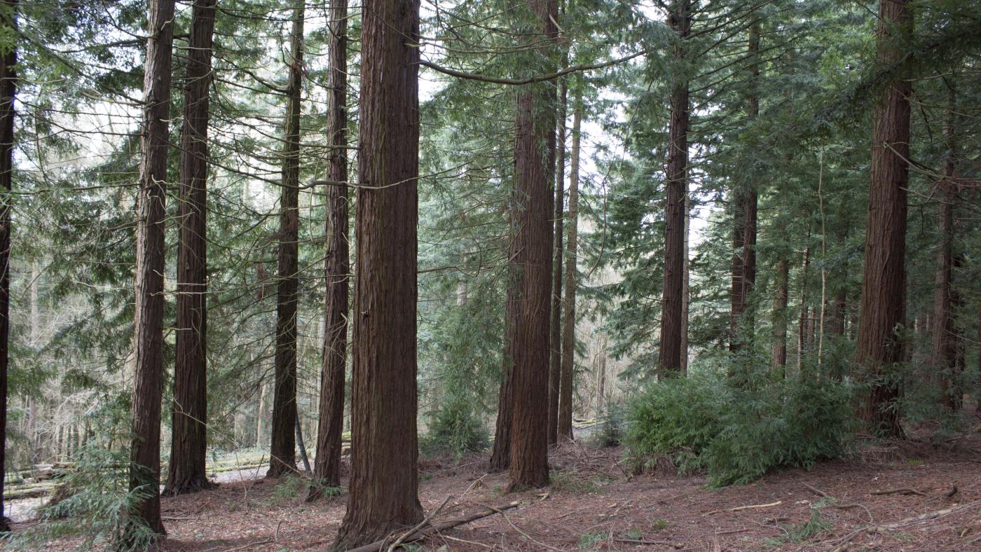 Experts predict ‘catastrophic ecosystem collapse’ of UK forests within