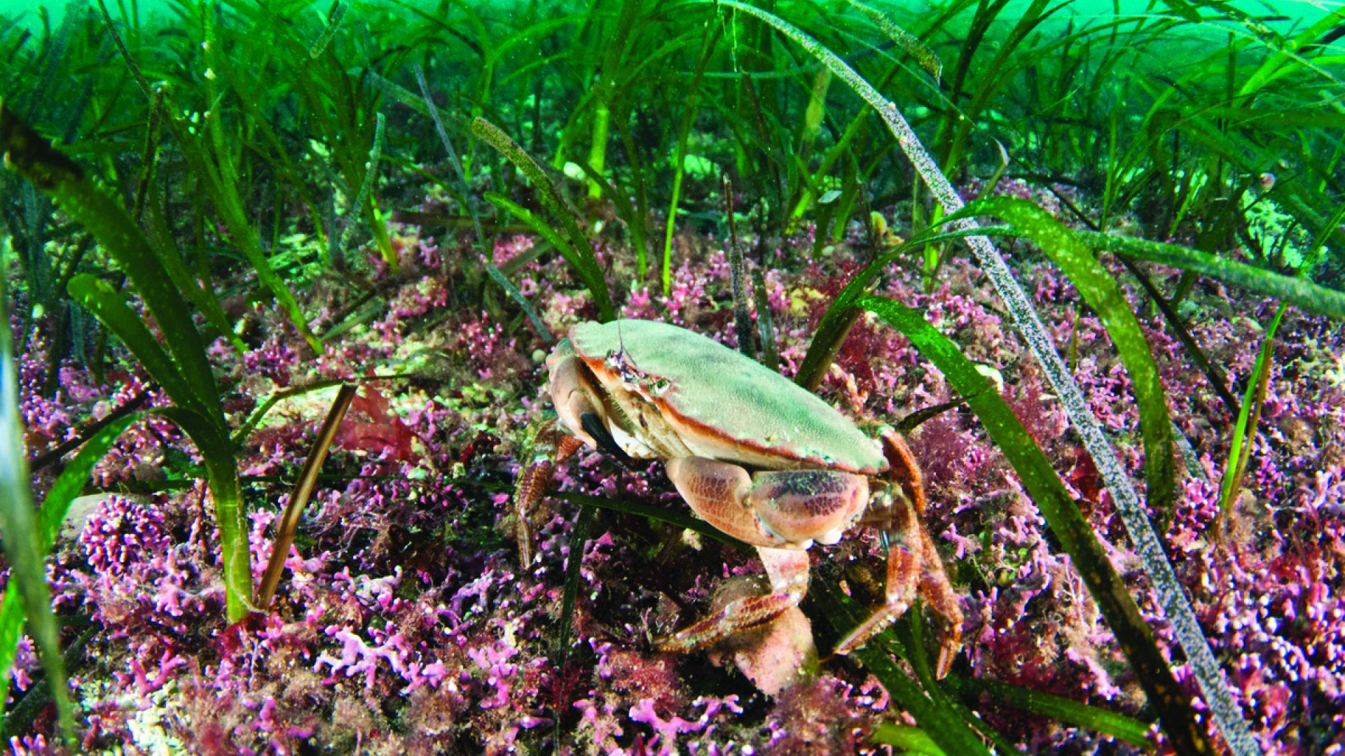 Crab in the sea bed 